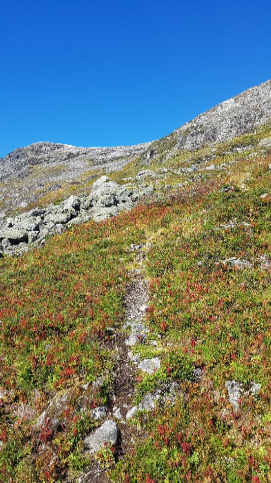 Noen steder var det sti, sannsynlig laget av dyr. Midt på bildet ser du hammeren du må under på vei opp til skaret