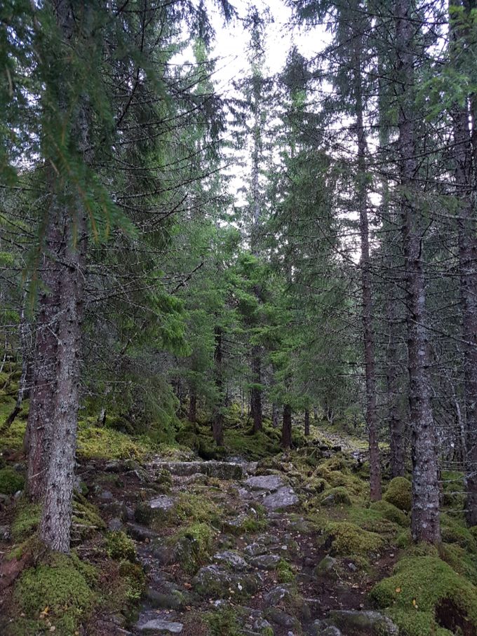 Etter Brunstadsætra går en igjennom en ksog ett kort stykke med en ganske steinete sti