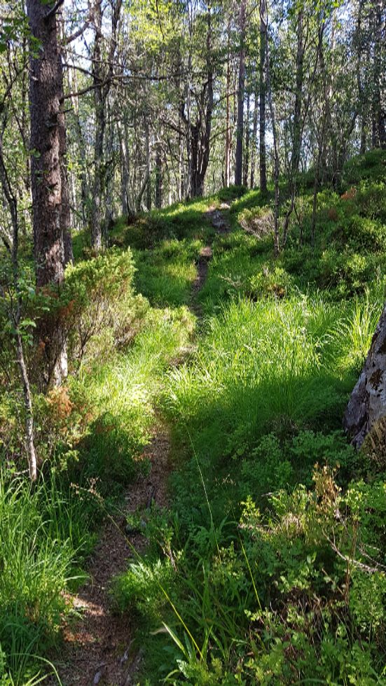 Fin sti gjennom skogen