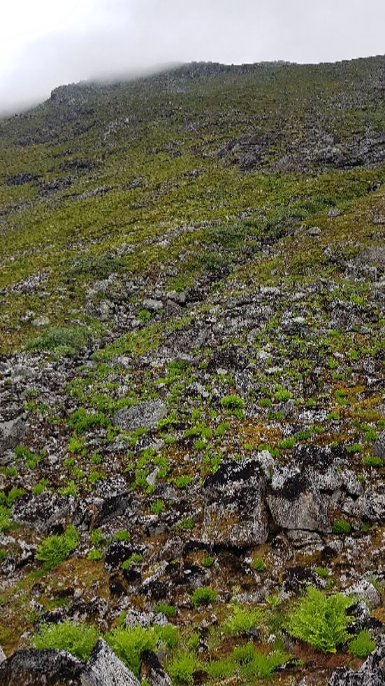 Veien opp fra Ulvedalen mot Keipen. Ingen sti og jevn stigning