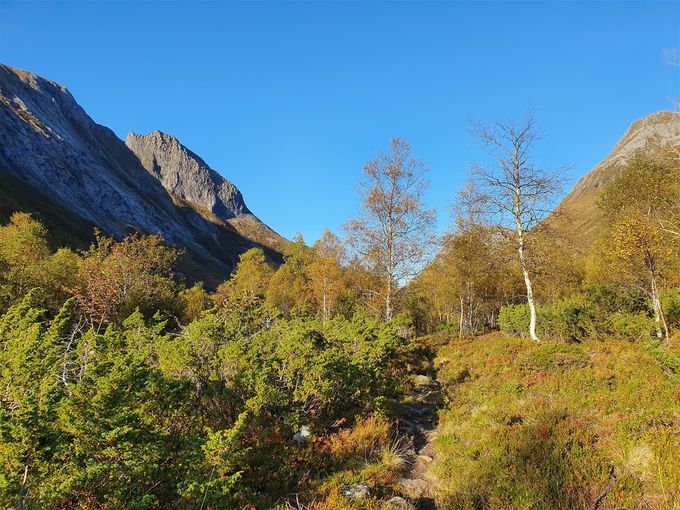 Stien over Skorgeura går skogsterreng med en del myr, men steiner er ofte lagt på stien
