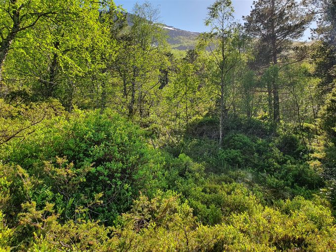 Her er skogen det banes vei igjennom rett opp.Midt på bildet ser du en fjellhammer med snø ovenom. Godt under denn må du skrå til høyre