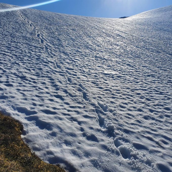 Veien ned til Trollvatna gikk på snø (13.06.20)