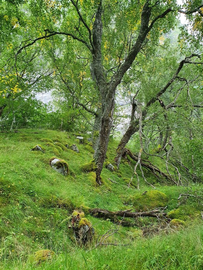 Turen innover mot breen går i vakkert skogsterreng
