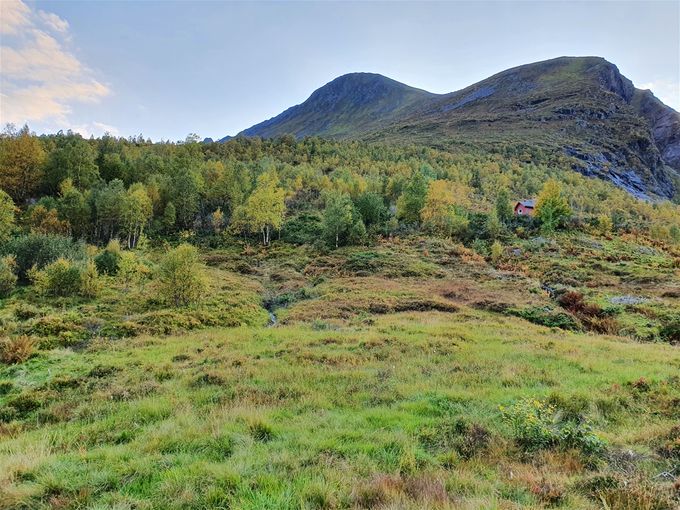 Opp  fra Årsetstøylen er det god sti som følges til en er over skoggrensa. Låghornet nærmest til høyre