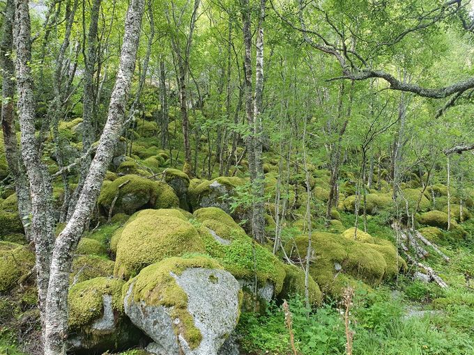Stien går gjennom tett skogsterreng, men lett å følge. I starten en del svaberg, men disse er ikke bratte