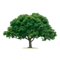 Professional Tree Surgeons