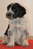 ( veckor_2012 06 03_0716_Bekkie 8v