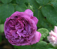 Cosimi Ridolfi 