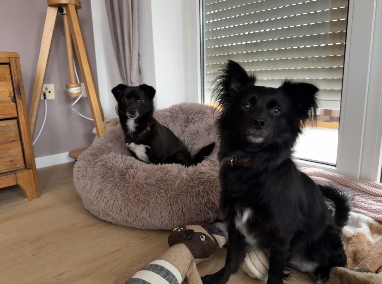 Bobo/Cici-Ebby/Filou