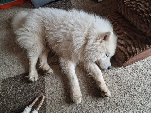 JianBing(Pfannkuchen)- jetzt Nobu