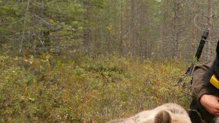 Iiron 1 vuotias pentu Einari karhulla allekirjoittaneen kanssa