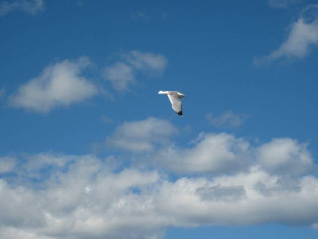 Aroya dugnad-ferie 21-26 juni 2008 051 (17).JPG-for-web-large