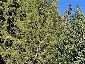 Väg mellan Oberwald och Gletsch