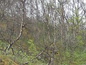 Silverfallet, som rinner ut i Torneträsk