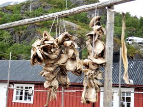 Fiskhuvuden torkas; mals bla till fiskfoder