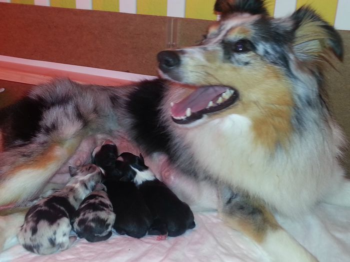 LEGLO A - DVA TRICOLOR (punčka in fantek) in DVA BLUE MERLE (fantka)