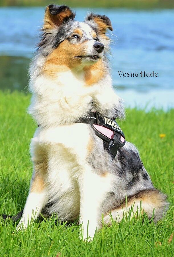 SHELTIKO JOLINA - 2,5 leti   Foto: Vesna Hude