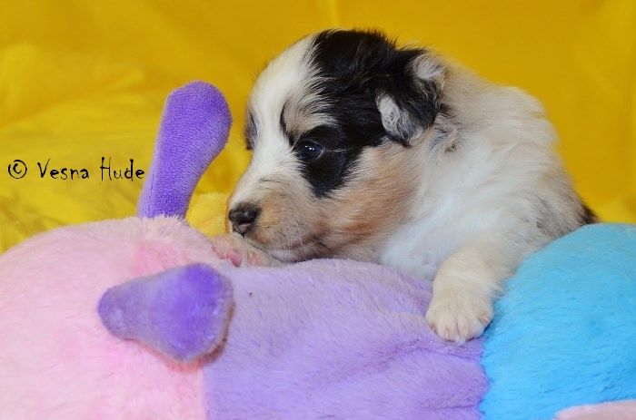 UPPER CARNIOLA BELLA - BLUE MERLE DEKLICA - REZERVIRANA (4 tedne)