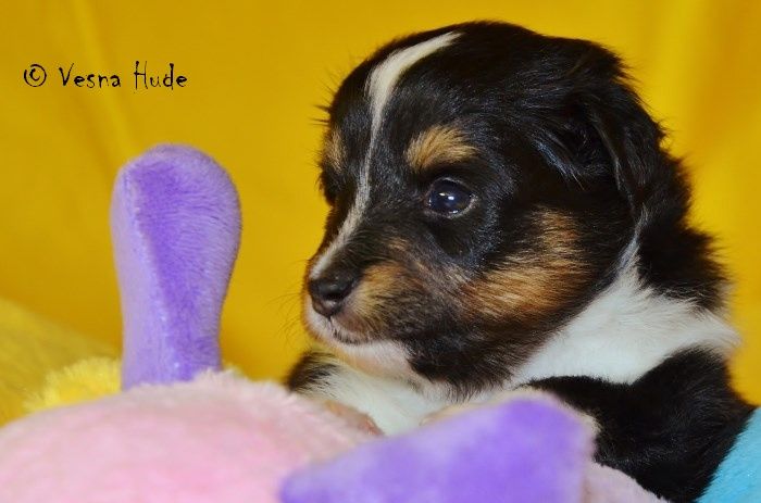 UPPER CARNIOLA BOND (4 tedne) - TRICOLOR FANTEK - REZERVIRAN