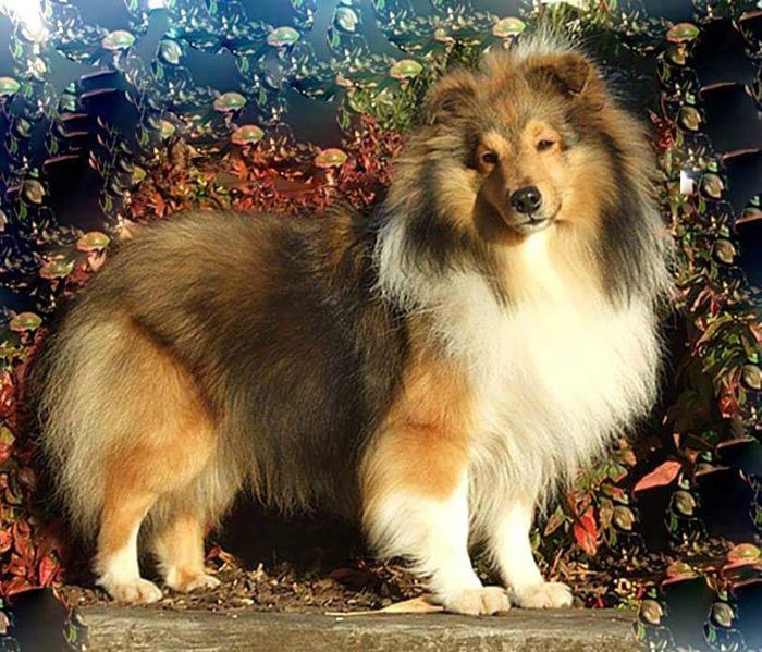 RINGO