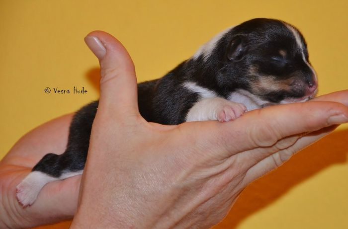 TRICOLOR LEPOTIČKA