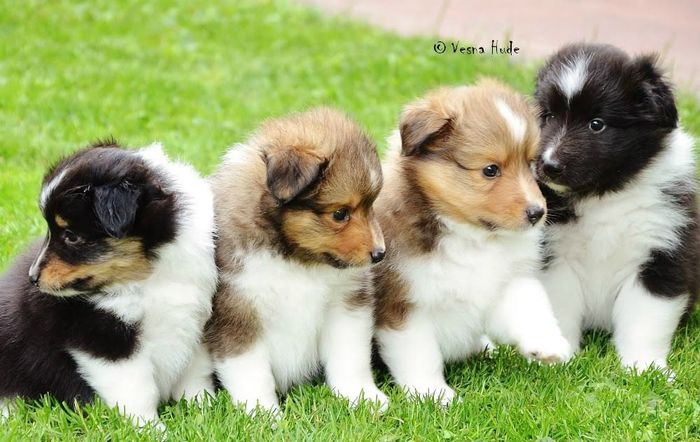 LEGLO C - 5 tednov / CINDY, CALVIN, COOPER IN CASPER
