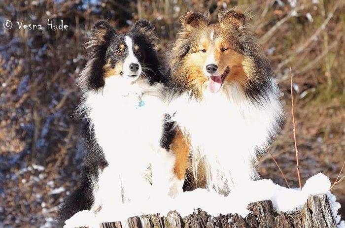 BOND & ZIGGY - razigrana, prisrčna fantina, stara 20 mesecev