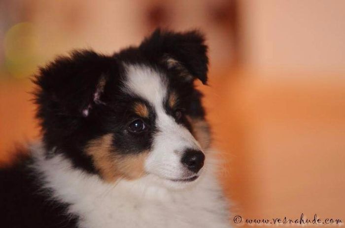 JOY - 2, 5 mesecev