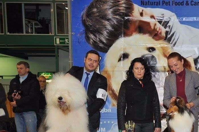 CACIB VRTOJBA 2016 - CAC, CACIB, BOB IN BOG 1.mesto:)