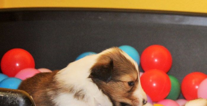 3 tedne stari srcki