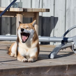 Takai