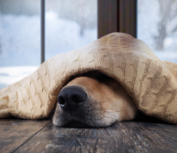 Ensamhetsträning Onlinerådgivning Urban dogs Ensamhetsträning Onlinerådgivning Urban dogs