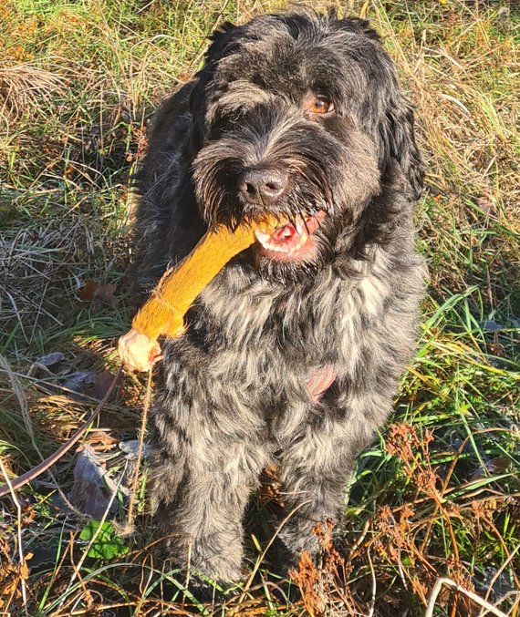 Viltspår klöv som belöning. Glad hund på kurs Viltspår klöv som belöning. Glad hund på kurs