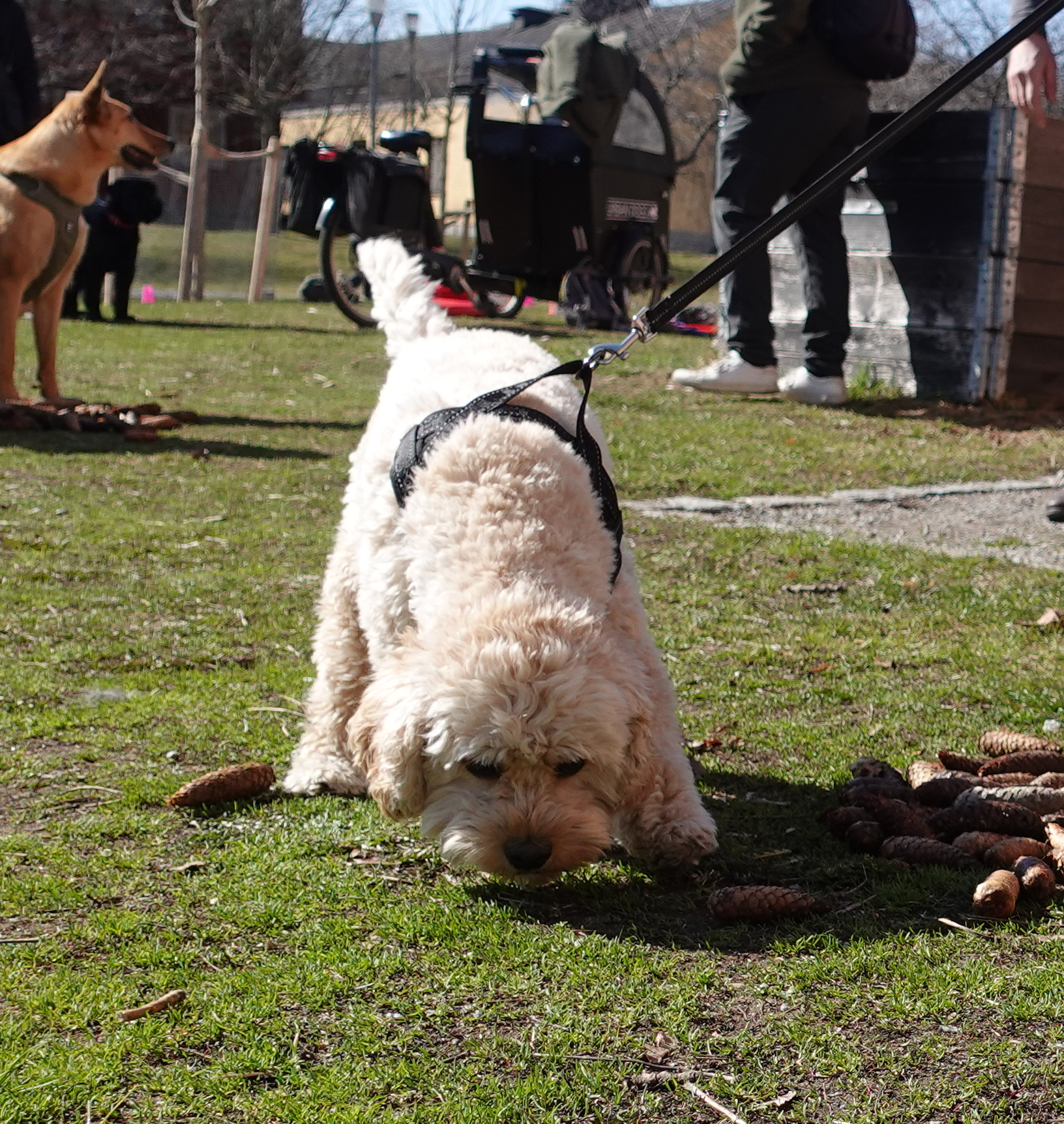 Hund letar och nosar efter doften