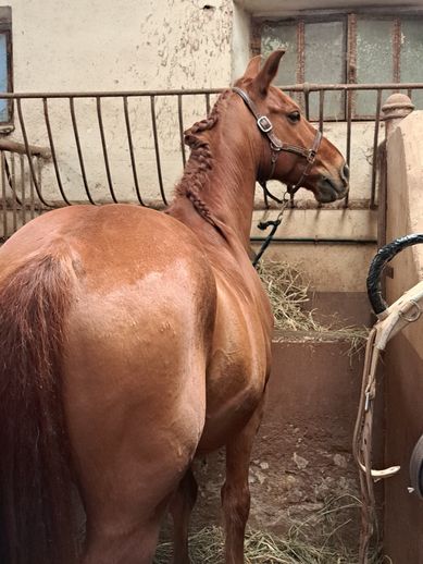 CHEVAUX