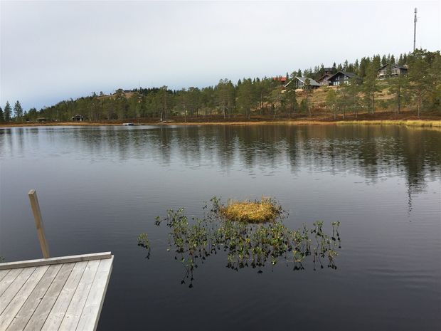 Badbart i Råtjärn.
