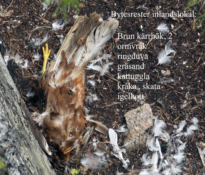 Berguven har ett omfattande bytesval; här några exempel