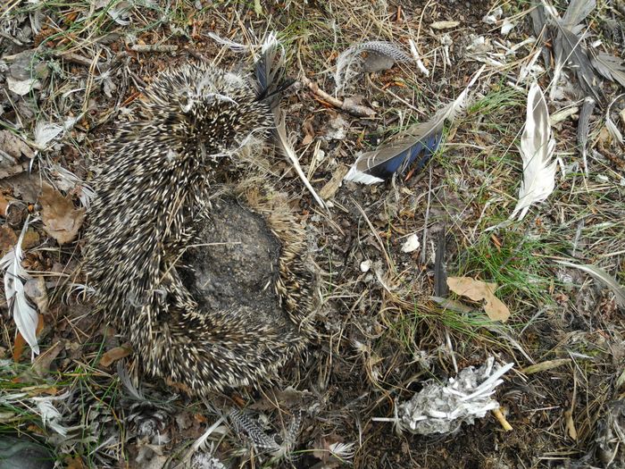 Urätet ikelkottsskinn, fjädrar från gräsand m. fl. och spyboll