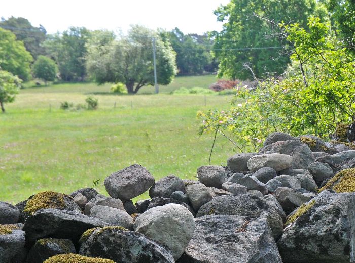 Vid Laga skiftet 1854 uppkom ju nya ägogränser, som måste markeras på något sätt. Sten fanns det gott om och dessutom är ju materialet hållbart över tid så ännu visar stenmurarna var de olika gårdarnas ägor börjar och slutar. Detta också till förmån för häckande stenskvättor, som väljer att bosätta sig i murarnas skrymslen. Den 19 juni -22 fanns minst fem nyss utflugna kullar, troligen ännu flera...
