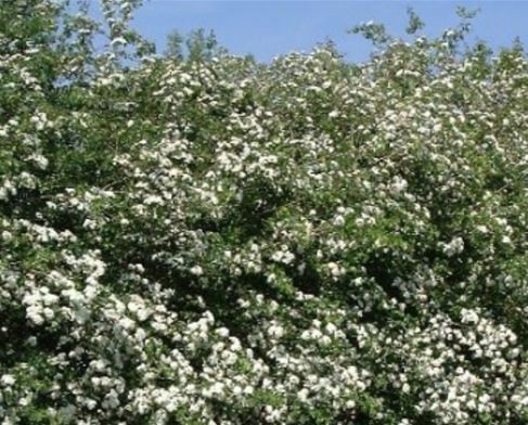 Meidoorn ( Crataegus monogyna )
