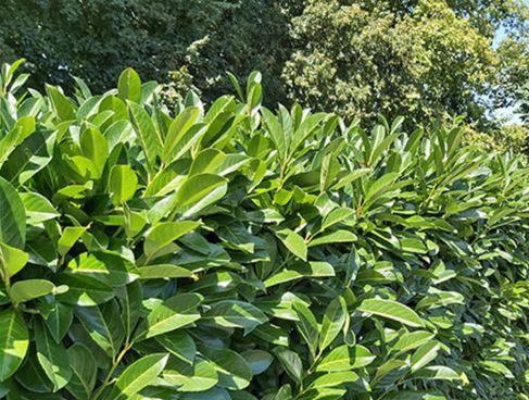 laurier rotundifolia