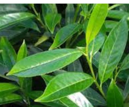 laurier Caucasica