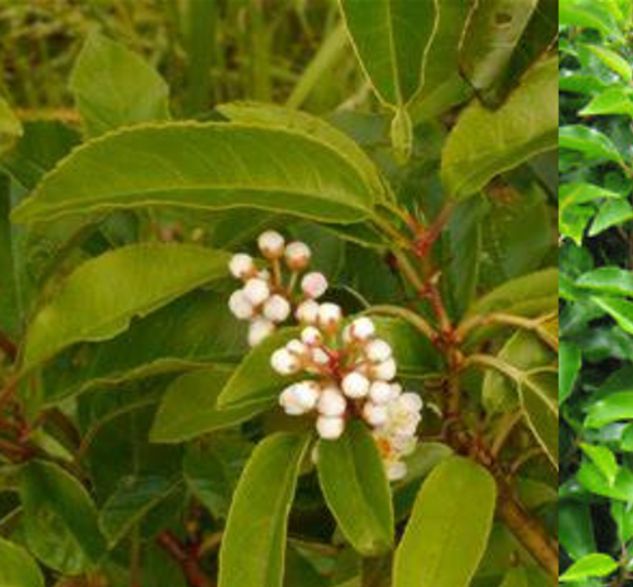 prunus kustanica angustifolia
