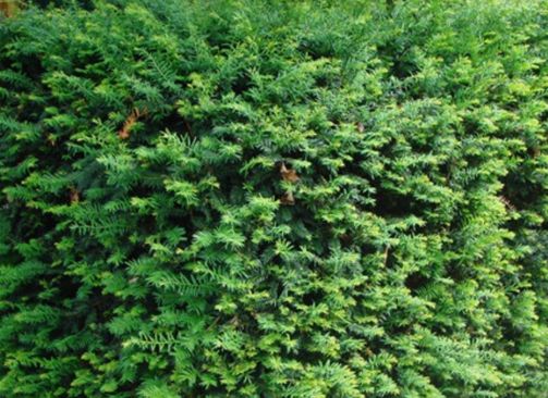 taxus Baccata