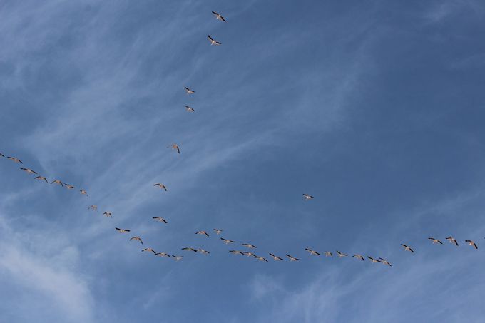 Pelikaanit. Kuva Auli Nissinen