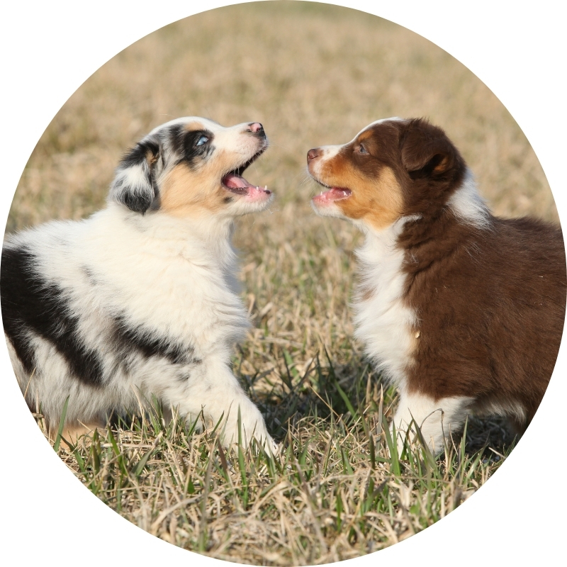 Hvordan oppdra en Miniature American Shepherd