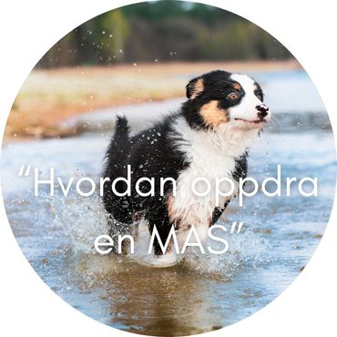 Valiant Dreams hvordan oppdra en MAS