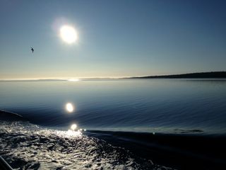 Aurinko helli ”valkoisen” meren matkalaisia pilvettömältä taivaalta. Lokki seurasi matkaamme, mutta maitovalas pysyi vielä piilossa.   Kuva Valma Lämsä.  