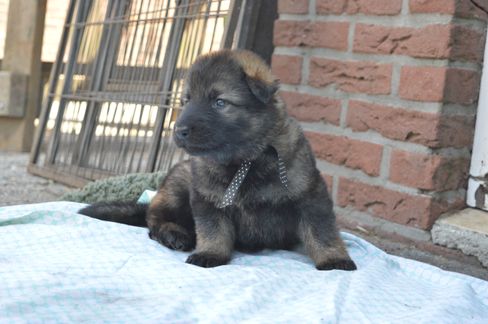 Gijs